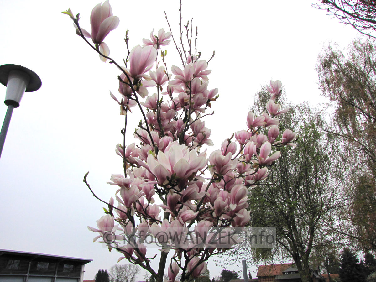 Magnolia soulangeana 02.jpg